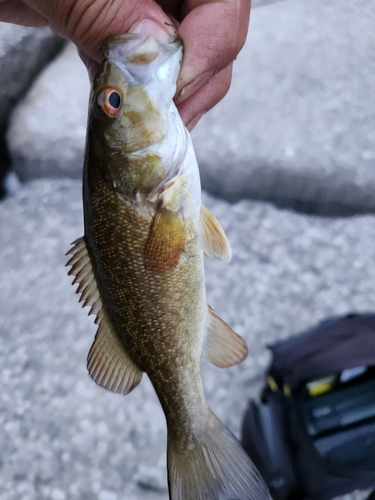 スモールマウスバスの釣果