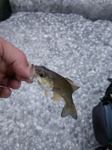 スモールマウスバスの釣果