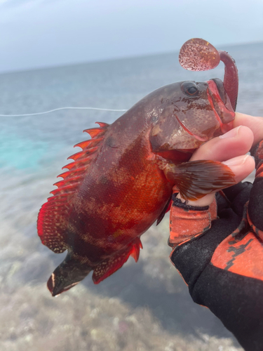 ニジハタの釣果