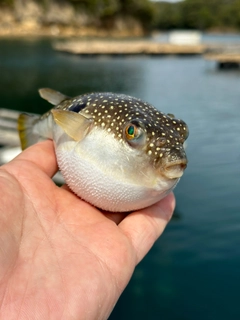 フグの釣果