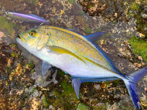 カスミアジの釣果