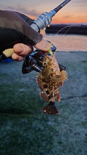 カサゴの釣果