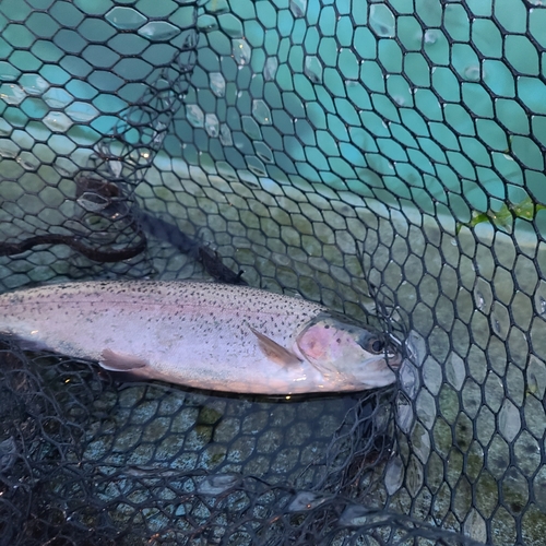 トラウトの釣果