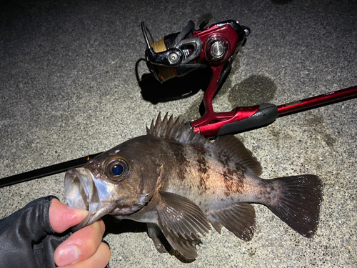 メバルの釣果