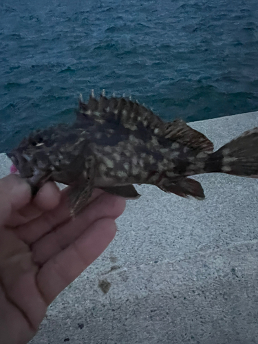 メバルの釣果