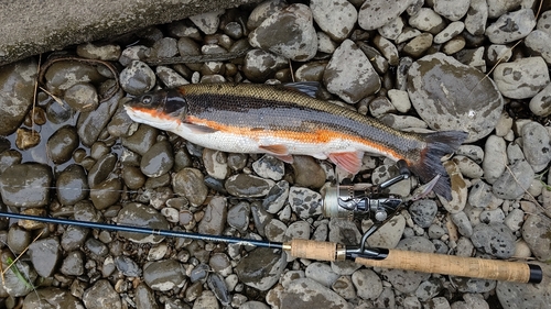 マルタウグイの釣果