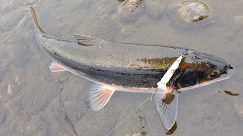 マルタウグイの釣果