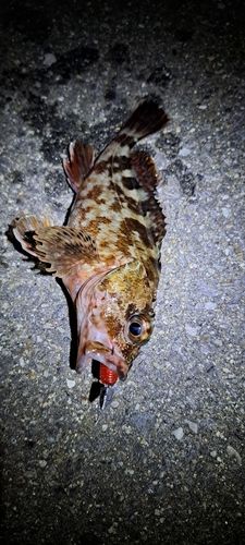 カサゴの釣果