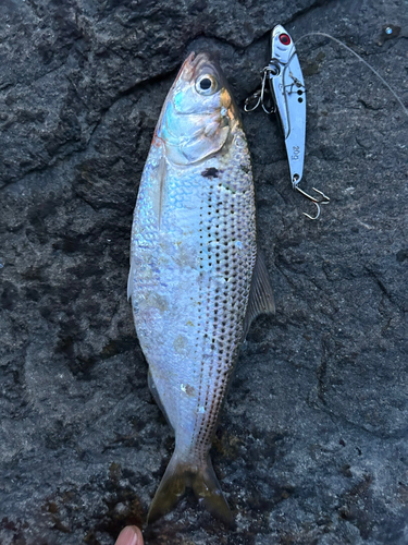 コノシロの釣果