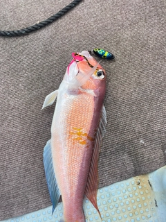 アマダイの釣果