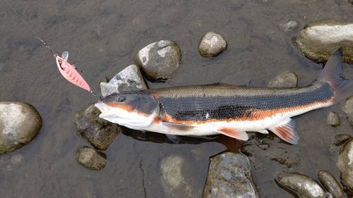 マルタウグイの釣果