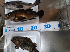 メバルの釣果