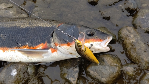 マルタウグイの釣果