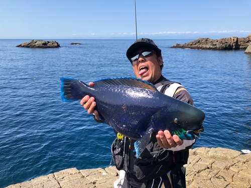 アオブダイの釣果