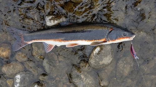 マルタウグイの釣果