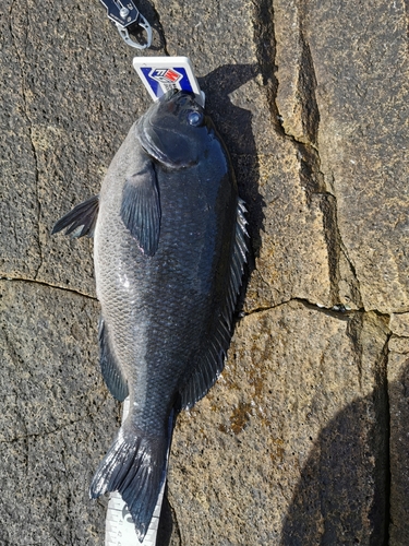 クチブトグレの釣果