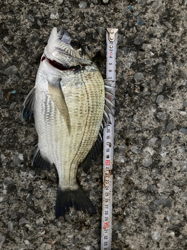 ミナミクロダイの釣果