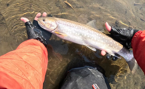 アメマスの釣果