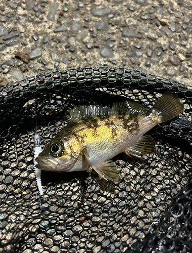 メバルの釣果