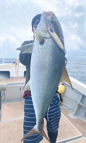 ヒレナガカンパチの釣果