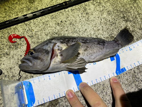 クロソイの釣果