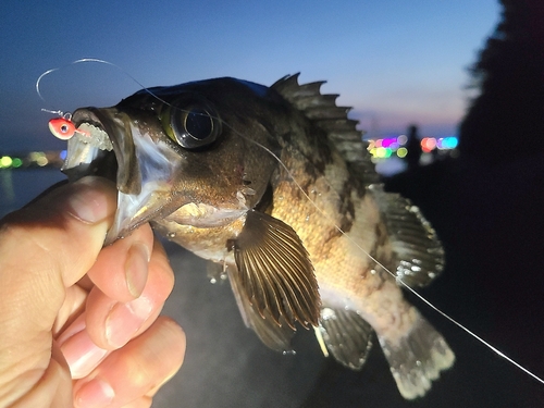 メバルの釣果