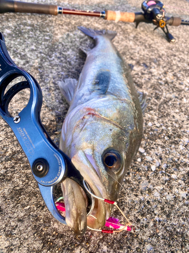 シーバスの釣果