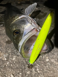 シーバスの釣果