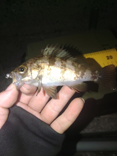 メバルの釣果