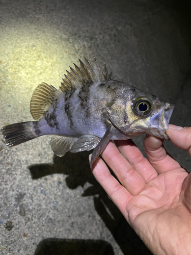 メバルの釣果