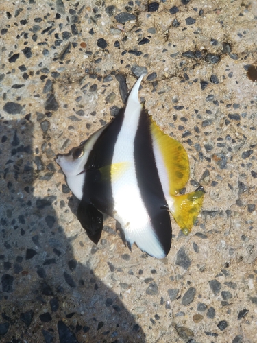 オヤビッチャの釣果