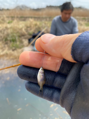 タナゴの釣果