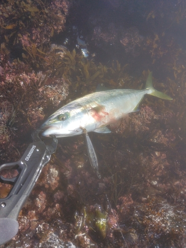 ヤズの釣果