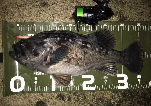 クロソイの釣果
