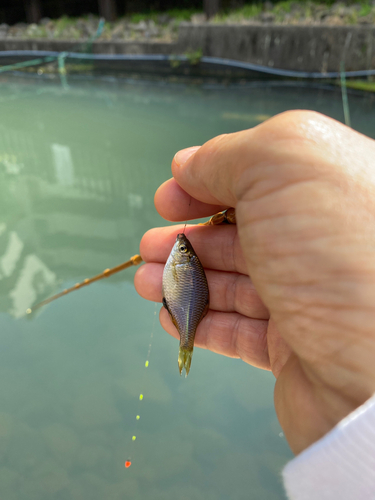 タナゴの釣果