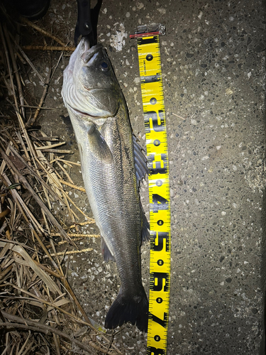 シーバスの釣果