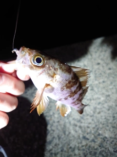 カマスの釣果