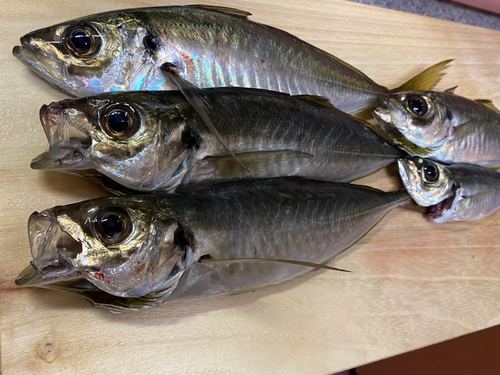 アジの釣果