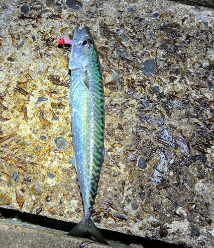 サバの釣果