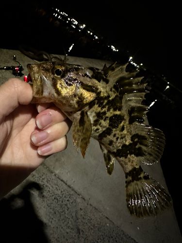 タケノコメバルの釣果