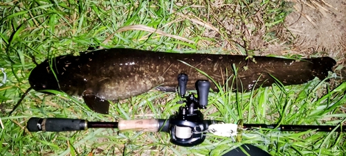 マナマズの釣果