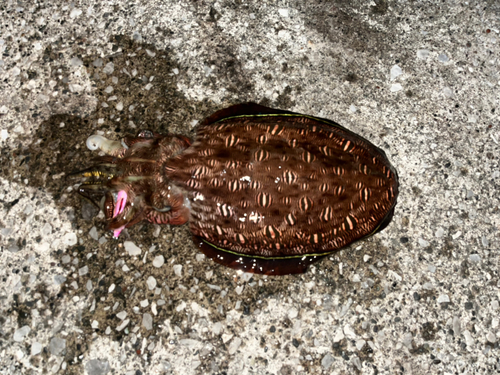 モンゴウイカの釣果