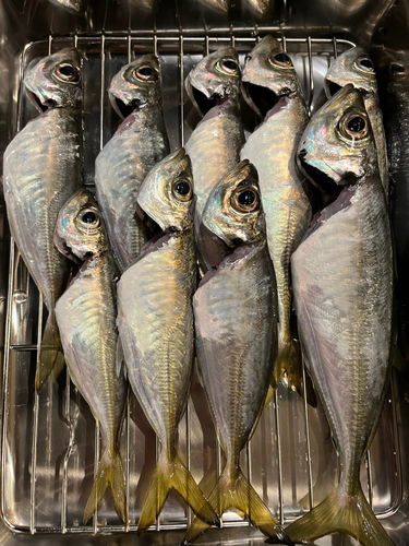 アジの釣果