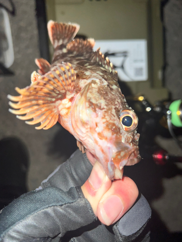 ボッカの釣果