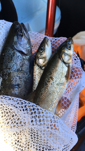 アマゴの釣果