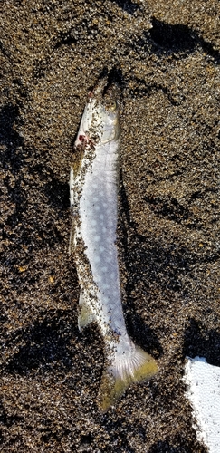 アメマスの釣果