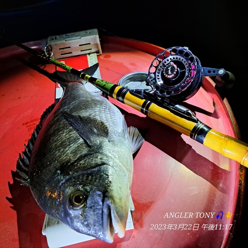 チヌの釣果