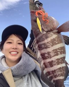 マハタの釣果