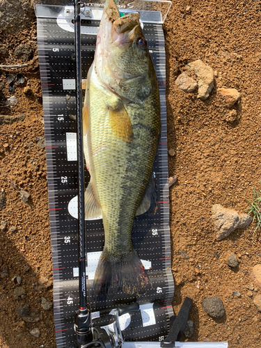 ブラックバスの釣果