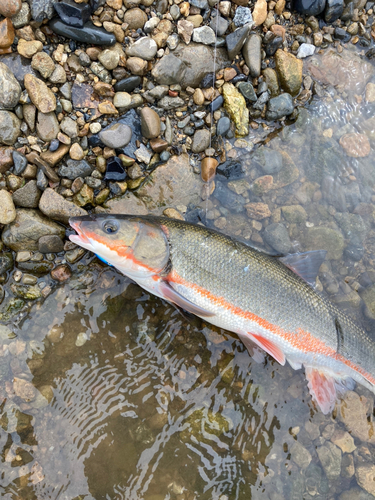 マルタウグイの釣果